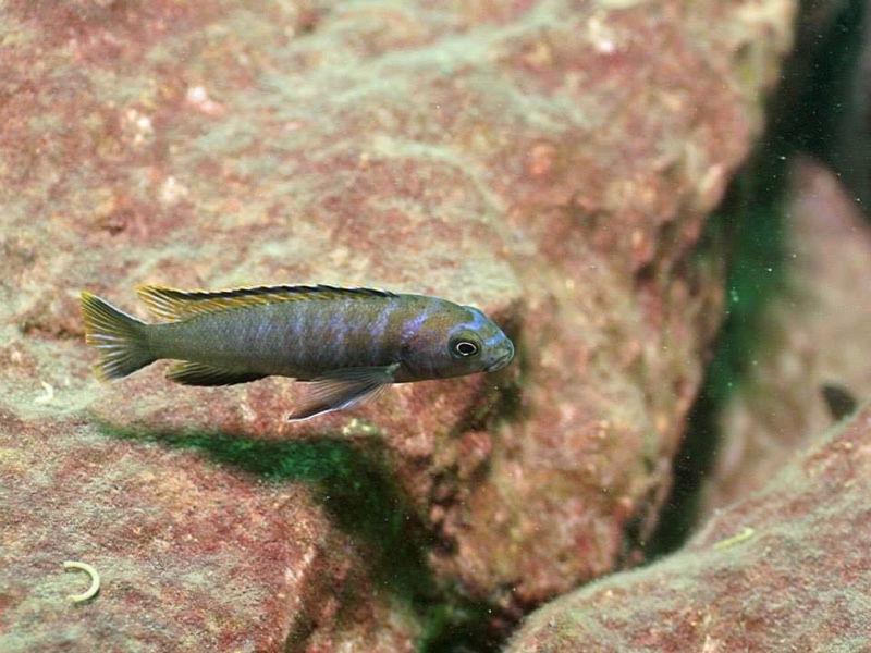 Tropheops kumwera 'Makokola Reef'
